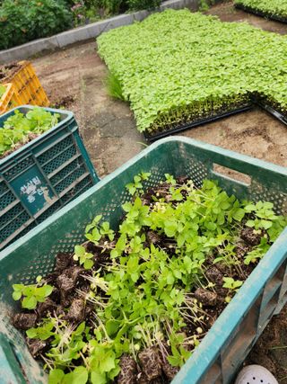 최은숙님의 참깨 · 영농일지 작성글 사진