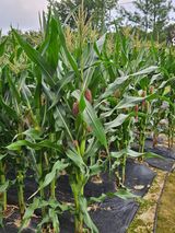 팜모닝 자유주제·자유게시판 게시글 이미지