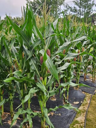 왕궁농장님의 자유주제 · 자유게시판 작성글 사진