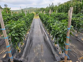 왕궁농장님의 자유주제 · 자유게시판 작성글 사진