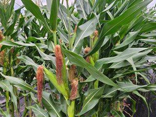 왕궁농장님의 자유주제 · 자유게시판 작성글 사진