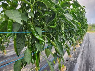 왕궁농장님의 자유주제 · 자유게시판 작성글 사진