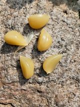 팜모닝 마늘·병해충상담 게시글 이미지