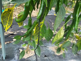 천안님의 자유주제 · 자유게시판 작성글 사진