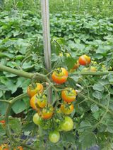 팜모닝 토마토·영농일지 게시글 이미지