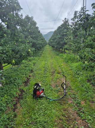 사과와곶감님의 사과 · 영농일지 작성글 사진