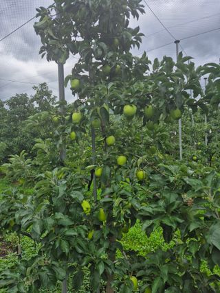 사과와곶감님의 사과 · 영농일지 작성글 사진