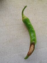 팜모닝 고추·병해충상담 게시글 이미지