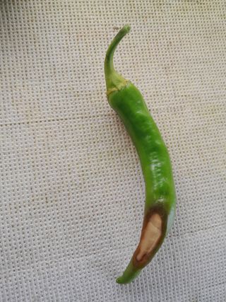 솜리아재님의 고추 · 병해충상담 작성글 사진