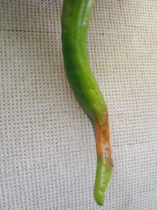 솜리아재님의 고추 · 병해충상담 작성글 사진