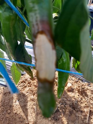 솜리아재님의 고추 · 병해충상담 작성글 사진