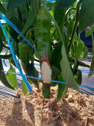 솜리아재님의 고추 · 병해충상담 작성글 사진