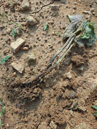 호박 정정호님의 농사, 무엇이든 물어보세요! · 참여글 작성글 사진