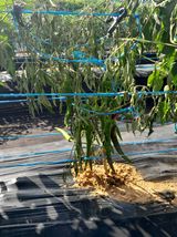 팜모닝 고추·병해충상담 게시글 이미지