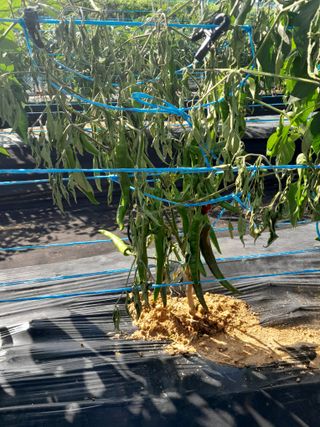 솜리아재님의 고추 · 병해충상담 작성글 사진