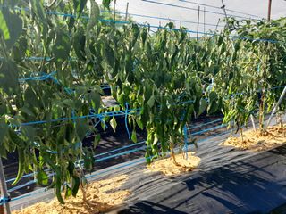 솜리아재님의 고추 · 병해충상담 작성글 사진