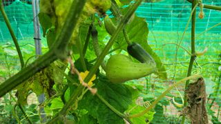 그대그리고나님의 오이 · 병해충상담 작성글 사진