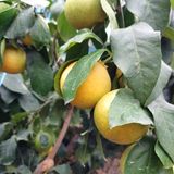 팜모닝 자유주제·자유게시판 게시글 이미지