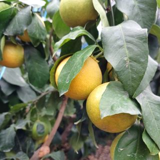 한라봉 5343님의 자유주제 · 자유게시판 작성글 사진