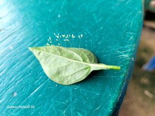 블랙타이거님의 고추 · 병해충상담 작성글 사진