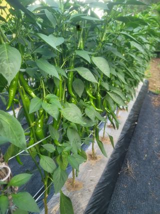 박래문님의 고추 · 영농일지 작성글 사진