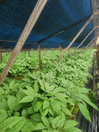 박래문님의 고추 · 영농일지 작성글 사진