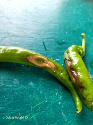 블랙타이거님의 고추 · 병해충상담 작성글 사진