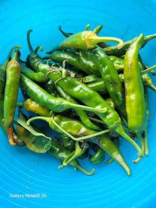 블랙타이거님의 고추 · 병해충상담 작성글 사진