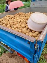 팜모닝 감자·영농일지 게시글 이미지