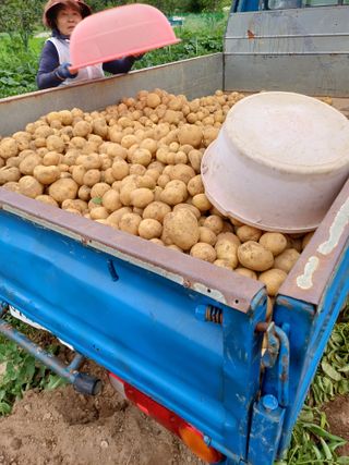 오이14746님의 감자 · 영농일지 작성글 사진