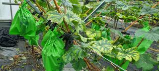 제주민정님의 포도 · 병해충상담 작성글 사진