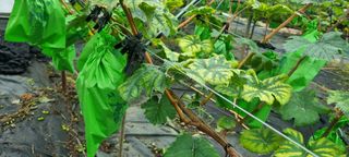 제주민정님의 포도 · 병해충상담 작성글 사진