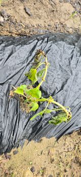 팜모닝 들깨·영농일지 게시글 이미지