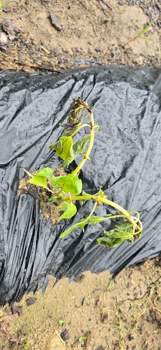 아침이슬청과님의 들깨 · 영농일지 작성글 사진