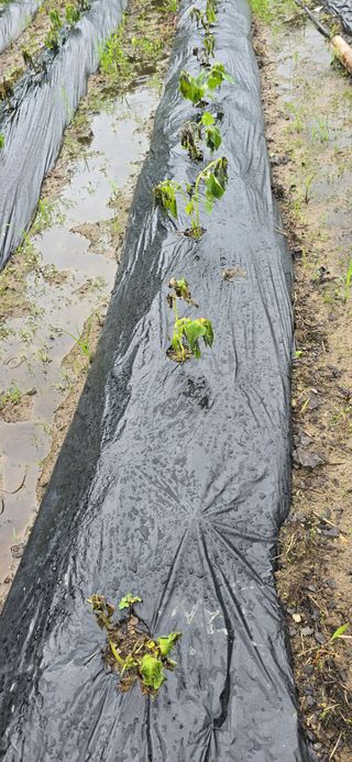 아침이슬청과님의 들깨 · 영농일지 작성글 사진