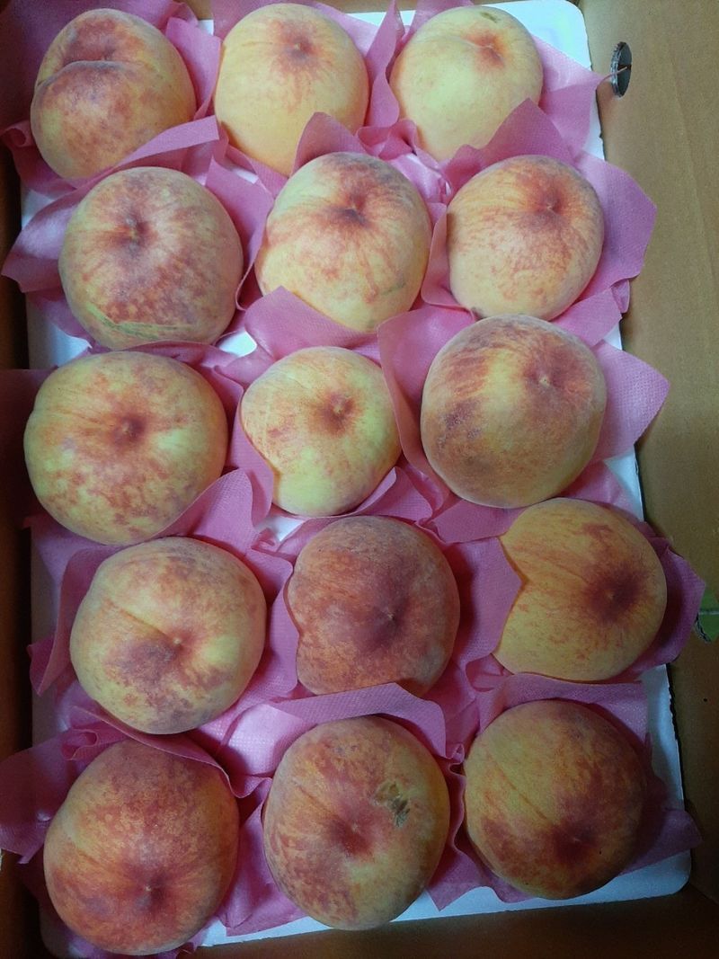 장터 상품 [(판매완료)복숭아(수황) 특판10박스한정] 썸네일