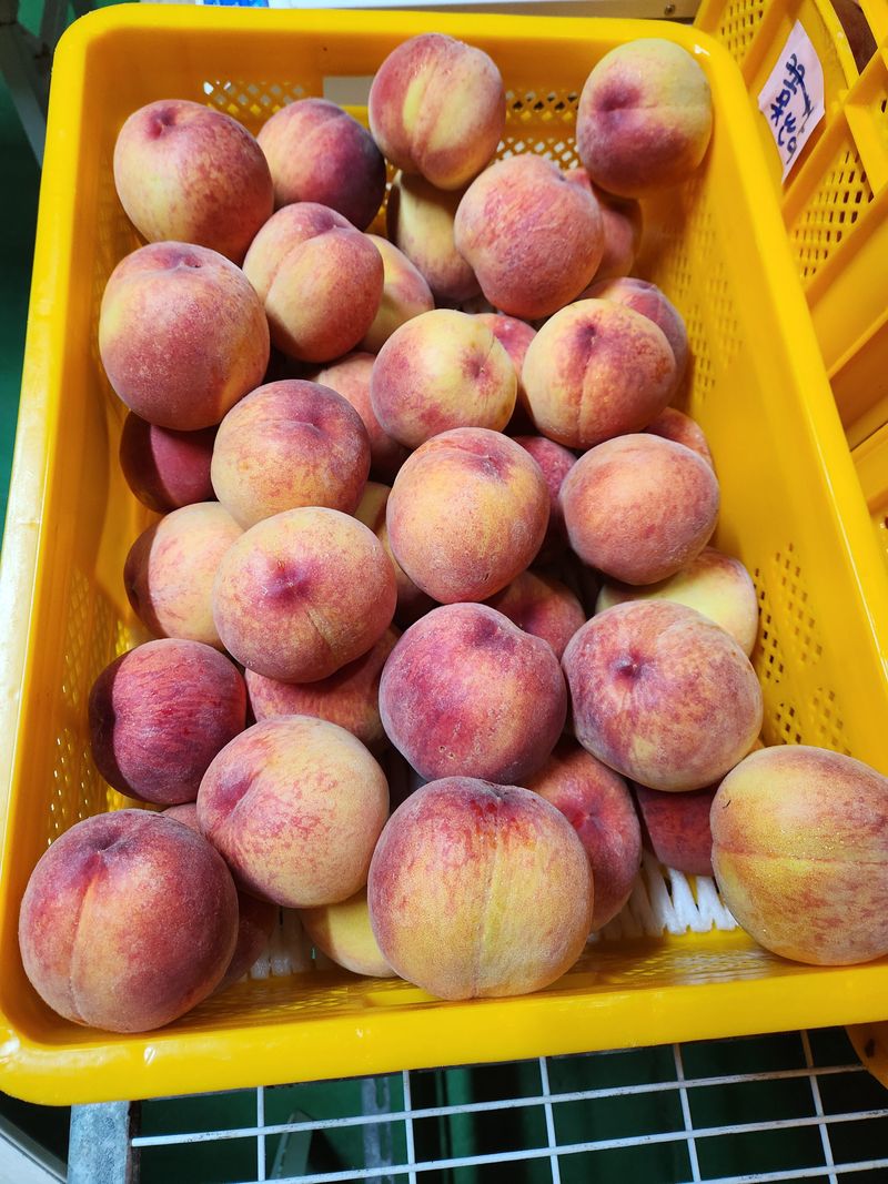 한상섭님의 장터 판매 상품 [(판매완료)복숭아(수황) 특판10박스한정] 첨부 사진