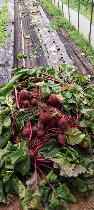 이일철 (조이산골)님의 기타작물 · 영농일지 작성글 사진