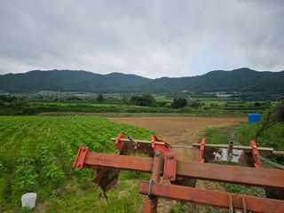 김종철님의 들깨 · 영농일지 작성글 사진