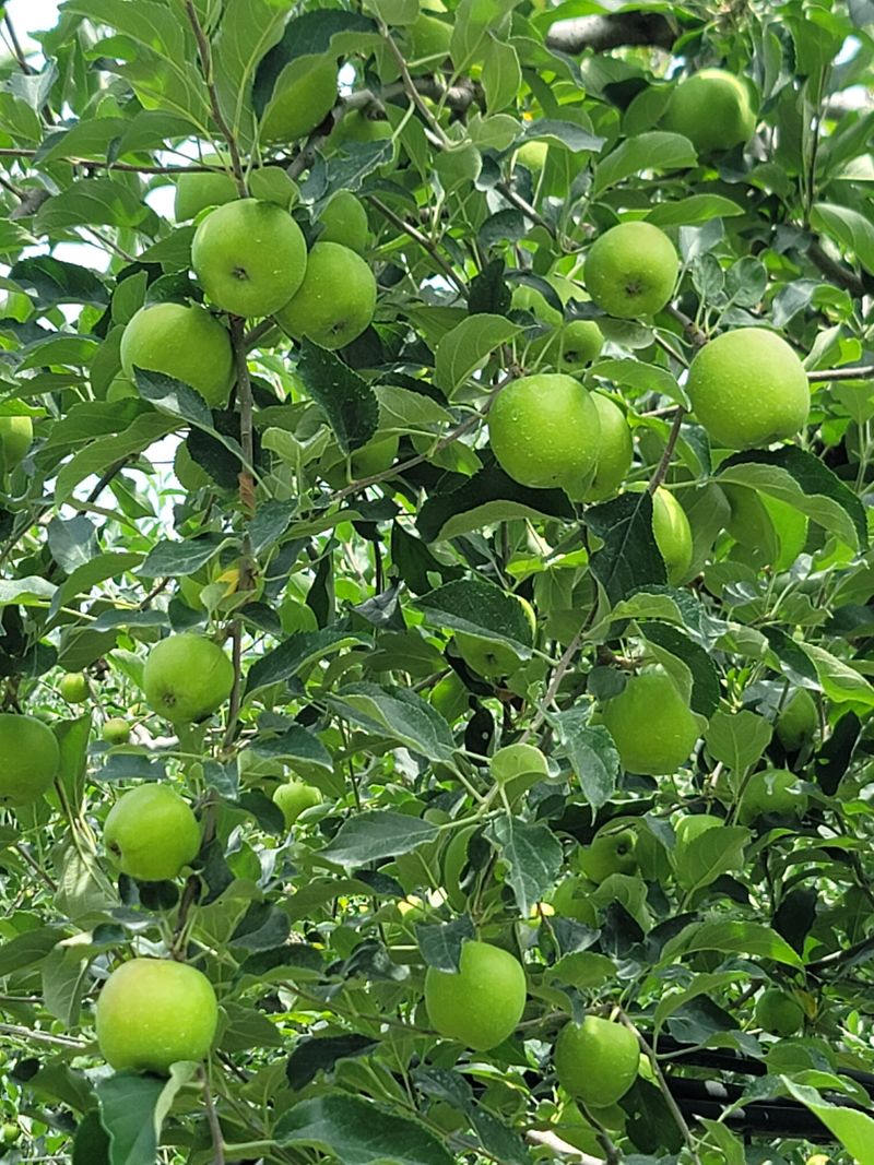 장터 상품 [사과(아오리)] 썸네일