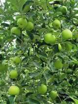 팜모닝 · 게시글 이미지