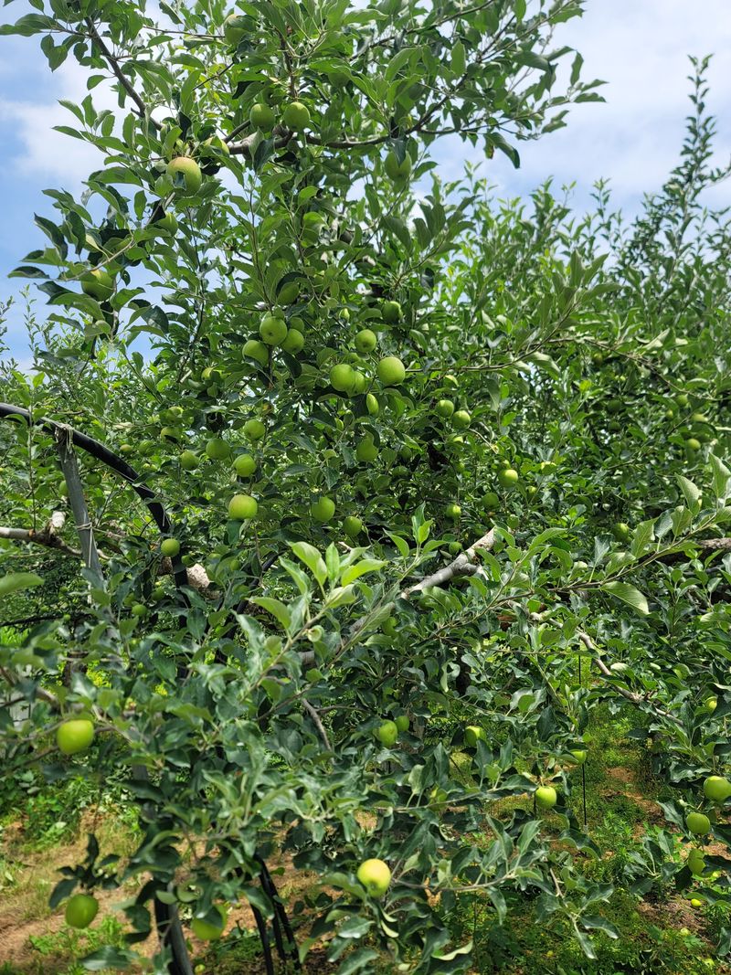 김재현님의 장터 판매 상품 [사과(아오리)] 첨부 사진