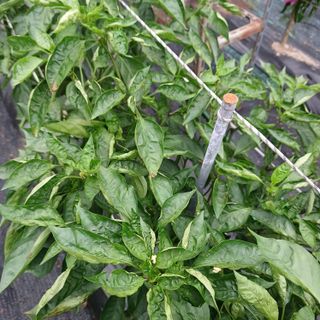 장천진님의 고추 · 병해충상담 작성글 사진