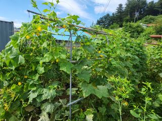 문정주님의 오이 · 영농일지 작성글 사진