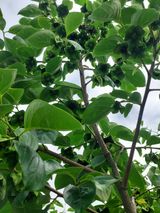 팜모닝 감·영농일지 게시글 이미지