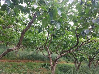 자두20651님의 감 · 영농일지 작성글 사진