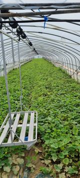 팜모닝 기타작물·병해충상담 게시글 이미지