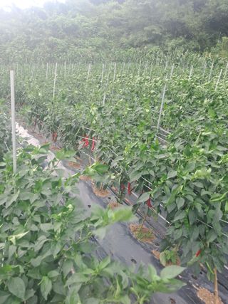 이용호님의 자유주제 · 자유게시판 작성글 사진