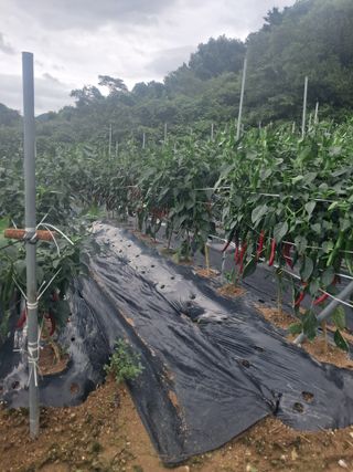 이용호님의 자유주제 · 자유게시판 작성글 사진