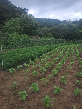 이용호님의 자유주제 · 자유게시판 작성글 사진